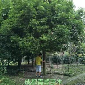 四川天竺桂基地 成都天竺桂大量批发出售