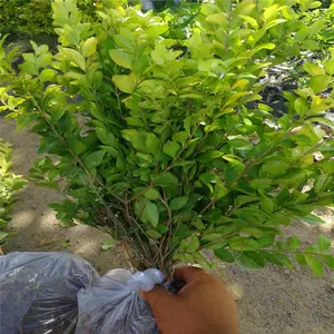 河南许昌春鹃苗一株的价格精准投放