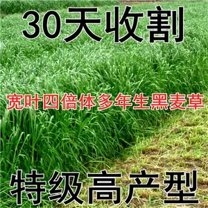 甘肃白银常青草种草籽批发与销售批发铁路护坡草种草种籽