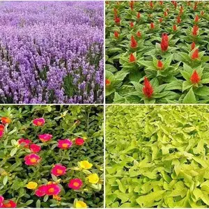 福禄考黄菖蒲花子玩具向日葵花种籽耧斗菜沙蒿草籽山樱桃榆叶梅
