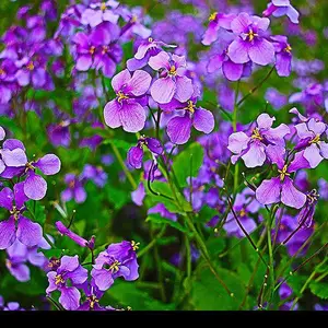 北京绿鑫花种二月兰