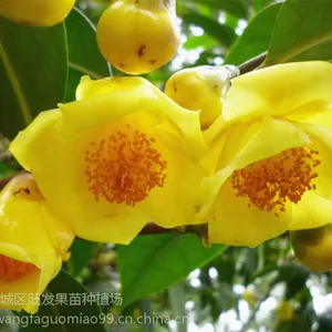 供应正宗防城港金花茶苗茶树苗 品种种植优质