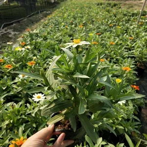 常熟时花各种花色组合,常熟时花矮小苗