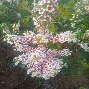文冠果育苗,河池文冠果树苗,三年文冠果树苗的价格,什么时候种植文冠果树苗