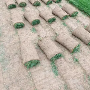 护坡草坪 一年生黑麦草草坪 草皮卷 净籽红三叶种子