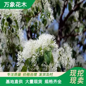 苗圃供应园林绿化 流苏树苗流苏树 存活*** 欢迎惠顾