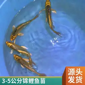 抗病力强水花苗锦鲤 山东烟台本地观赏鱼苗养殖场