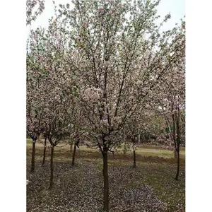 8���ֶ������� 14���ֶ������� ����ֱ��