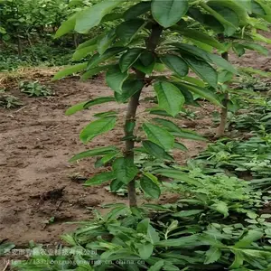 ӣ���� ��������ӣ������ũҵ�ֻ���Ӧӣ����