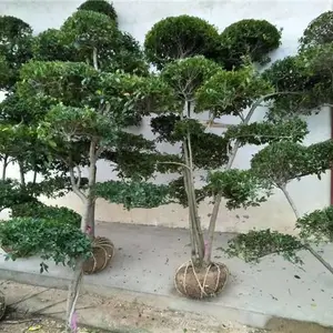 河南小叶女贞基地-供应商(在线咨询)-河南小叶女贞