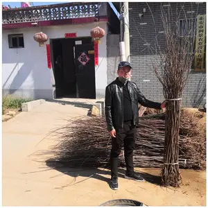 �ӱ���������۸� ����С������������ Ӫ������������