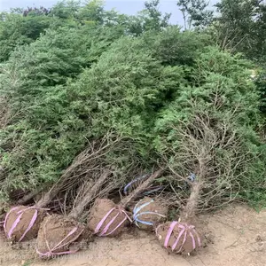 江苏沭阳基地直发2米3塔柏2米4高塔柏价格