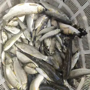 郑州鱼苗批发去哪里 最近的鱼苗基地郑州豫海鱼苗养殖基地