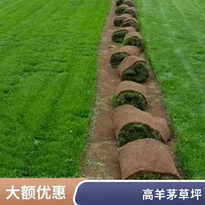 昌平铺装户外园林绿化混播草坪出售草坪