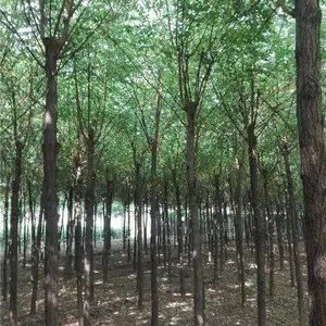 刺槐价格 刺槐报价 刺槐批发 刺槐基地