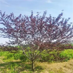 12������������  15������Ҷ����