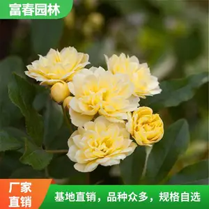 ��ɫľ�㻨������ֲ��Ũ���ļ�Ǿޱ����ͥԺ��������