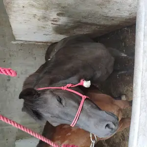 三河马 三河马养殖基地 湖南三河马养殖场 湖北骑乘马养殖基地