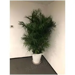 崇明区租赁有哪些 诚信服务 上海鑫武景观绿化供应