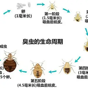 东莞宿舍杀虫消毒多少钱杀老鼠