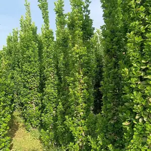 供应北海道黄杨 苗圃常年繁育北海道黄杨小苗 成品苗 高度50--2米