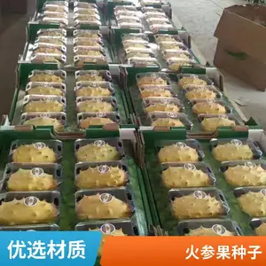 刺角瓜是种天然的饮料水果 可以喝的水果刺角瓜 刺角瓜种子批发