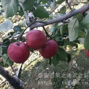 红夏苹果苗批发、红夏苹果苗现货销售