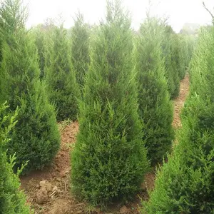 陕西塔柏|周至塔柏高度0.8-2米价格|周至苗圃直销塔柏