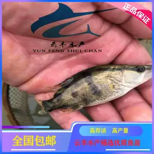��ֳ������Ʒ��***-�Ʒ������ ����������������