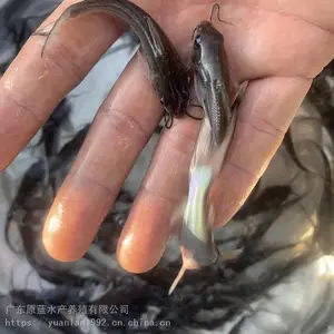 淡水养殖农业美国杂交***叉尾鱼苗_原蓝人工催产叉尾鱼苗_供应基地叉尾鱼苗厂家价格