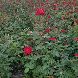 �̻���50�����¼����籨������