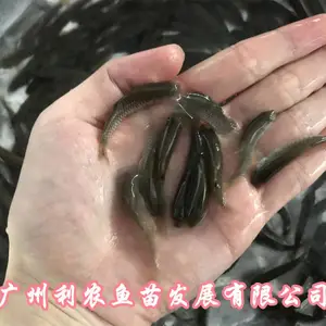 �Ĵ��������������������㽭�����л������������