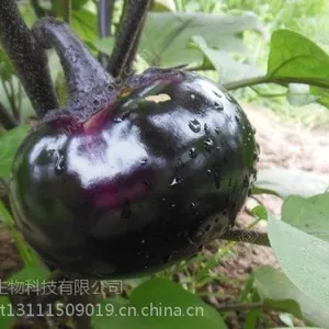 河北幕田大量元素水溶肥平衡型茄子,三个20,氮磷钾总含量60.厂家直销原厂原证