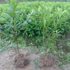 �����ž����� ����ɫ��ž�۸� ������԰�ž��ṩ