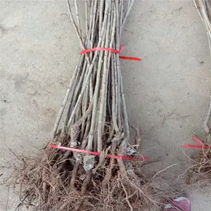 ����һ��ӣ���� ����ӣ���� �����õ��̼� ˧������ �۸�����