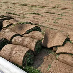 【山东草坪】-山西草坪基地-河南草坪农场混播草坪