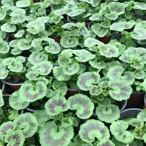 贵州种植杯苗的草花天竺葵工程苗基地哦大小都有工程苗大量