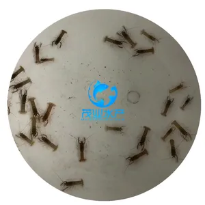 湖北襄阳澳洲龙虾鱼苗/襄阳澳洲龙虾鱼苗养殖批发/澳洲淡水龙虾鱼苗多少钱