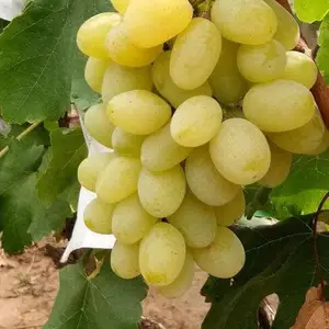 ��õ�����������Ǯһ��-��õ��������-������ľ����רҵ����