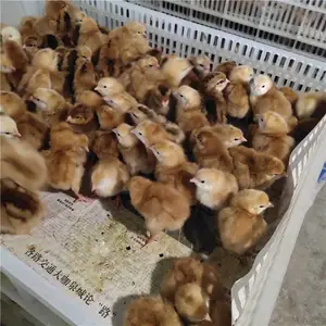 ������������۸������������ë������