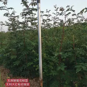 河南1米花椒苗今年价格