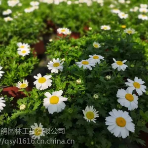 20���ָ߰׽�ռ۸�,��ɫ�Ž�����,�ɶ�������ֲ����