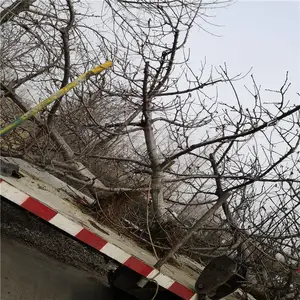 ��ũ ��ֲ��ӣ��������ṩ���� ����˹8�Ŵ�ӣ���������