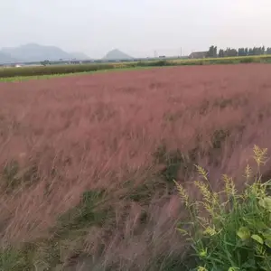 佳颖园艺 粉黛乱子草种植基地 粉黛乱子草价格