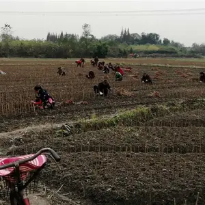 凤凰李树苗-凤凰李树苗***格
