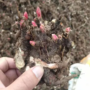 白芍种芽栽培管理技术咨询