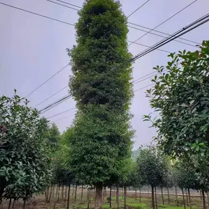 �Ĵ�СҶ����ǽ�����ʵ��Щ��20����СҶ��骼۸���٣�