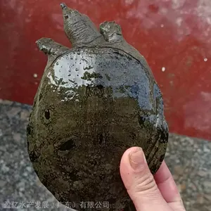�ڻ������� ��ֳ�������� ӯ��ˮ�� ������ˮ��������Ӿ���