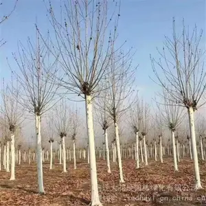7���ַ�ͩ�۸� ������ͩ���� ���ɻ�
