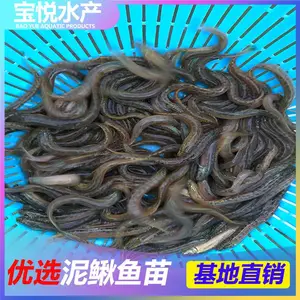 湖南娄底成活***快大泥鳅苗 大量供应台湾泥鳅鱼苗